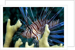 Pacific ocean species in Caribbean Sea by Anonymous