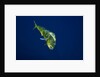 Female Dolphin in open water by Anonymous