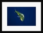 Female Dolphin in open water by Anonymous