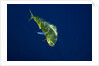 Female Dolphin in open water by Anonymous