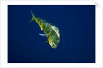 Female Dolphin in open water by Anonymous