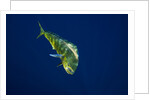 Female Dolphin in open water by Anonymous