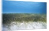 Seagrass beds by Anonymous