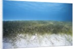 Seagrass beds by Anonymous