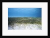 Seagrass beds by Anonymous