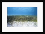 Seagrass beds by Anonymous