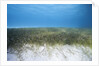 Seagrass beds by Anonymous