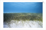Seagrass beds by Anonymous