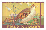 Poster for Field Museum with Quail by Anonymous