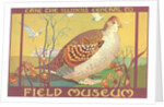 Poster for Field Museum with Quail by Anonymous