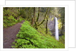 Spring Latourell Falls, Columbia River Gorge National Scenic Area, Oregon by Anonymous