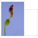 Iris flower by Anonymous