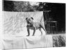 English Bulldog portrait, ca. 1930. by Anonymous