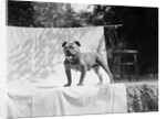 English Bulldog portrait, ca. 1930. by Anonymous