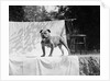 English Bulldog portrait, ca. 1930. by Anonymous