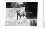 English Bulldog portrait, ca. 1930. by Anonymous