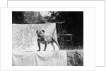 English Bulldog portrait, ca. 1930. by Anonymous