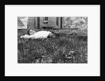Young man lays in the grass, ca. 1912. by Anonymous