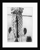 Woman holds on large Northern Pike on a lake pier, ca. 1950. by Anonymous