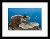 Coral Reef by Anonymous
