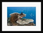 Coral Reef by Anonymous