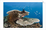 Coral Reef by Anonymous