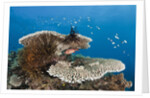 Coral Reef by Anonymous