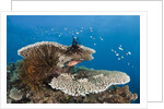 Coral Reef by Anonymous