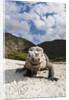Rhinoceros Iguana (Cyclura cornuta) by Anonymous