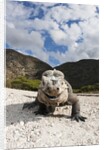 Rhinoceros Iguana (Cyclura cornuta) by Anonymous