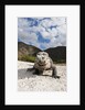 Rhinoceros Iguana (Cyclura cornuta) by Anonymous