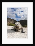 Rhinoceros Iguana (Cyclura cornuta) by Anonymous