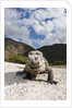 Rhinoceros Iguana (Cyclura cornuta) by Anonymous
