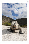Rhinoceros Iguana (Cyclura cornuta) by Anonymous