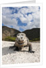 Rhinoceros Iguana (Cyclura cornuta) by Anonymous