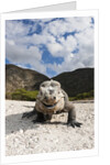 Rhinoceros Iguana (Cyclura cornuta) by Anonymous