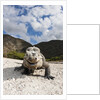 Rhinoceros Iguana (Cyclura cornuta) by Anonymous