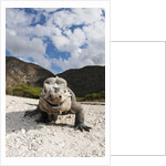 Rhinoceros Iguana (Cyclura cornuta) by Anonymous