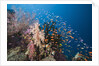 Lyretail Anthias (Pseudanthias squamipinnis) by Anonymous