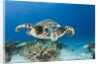 Hawksbill Turtle (Eretmochelys imbricata) by Anonymous
