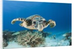 Hawksbill Turtle (Eretmochelys imbricata) by Anonymous