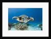 Hawksbill Turtle (Eretmochelys imbricata) by Anonymous