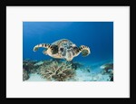 Hawksbill Turtle (Eretmochelys imbricata) by Anonymous