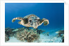 Hawksbill Turtle (Eretmochelys imbricata) by Anonymous