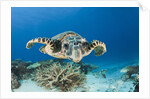 Hawksbill Turtle (Eretmochelys imbricata) by Anonymous