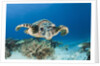 Hawksbill Turtle (Eretmochelys imbricata) by Anonymous