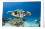 Hawksbill Turtle (Eretmochelys imbricata) by Anonymous