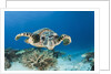 Hawksbill Turtle (Eretmochelys imbricata) by Anonymous