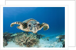 Hawksbill Turtle (Eretmochelys imbricata) by Anonymous