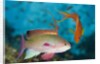 Lyretail Anthias (Pseudanthias squamipinnis) by Anonymous